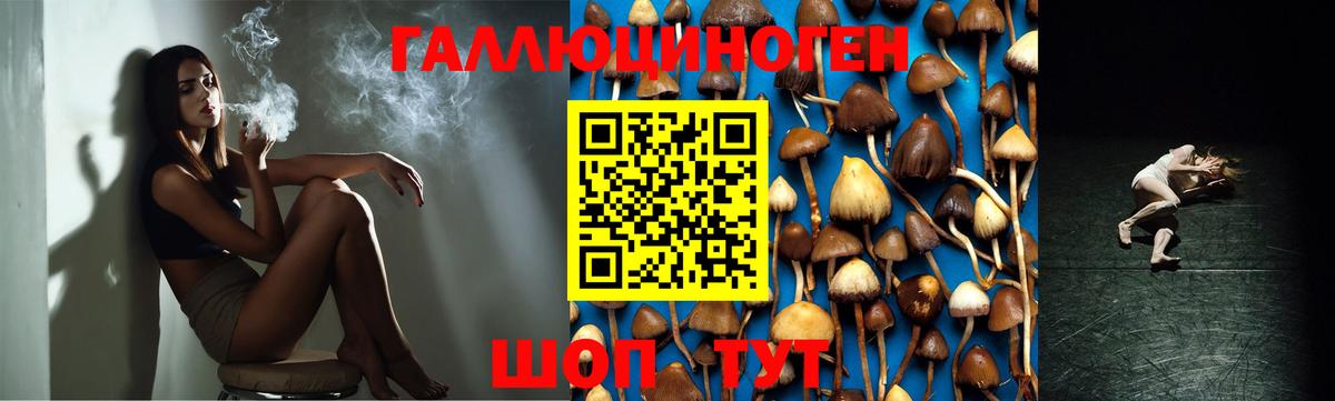 Галлюциногенные грибы Psilocybe Малоярославец
